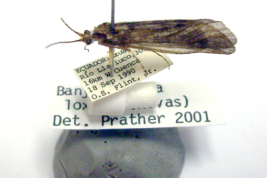 Adult, habitus (USNM collection).