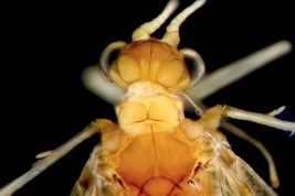 Adulto, cabeza, dorsal.