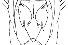 Genitalia, ventral view. From Angrisano (1984).