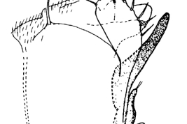 Genitalia, lateral view. From Angrisano (1984).