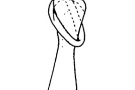 Phallus. From Angrisano (1984).