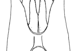 Genitalia, ventral view. From Angrisano (1984).