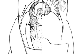 Genitalia. From Angrisano (1984).