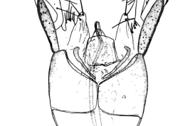 Genitalia, vista dorsal. Tomado de Angrisano (1989).