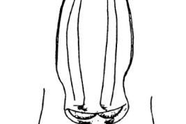 Genitalia, ventral view. From Angrisano (1993).