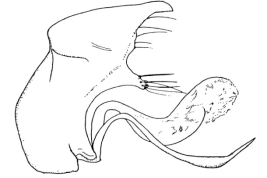 Genitalia, lateral view. From Angrisano (1993).