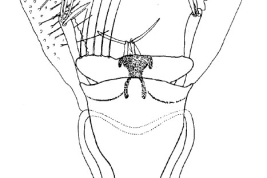 Genitalia, ventral view. From Angrisano (1994).