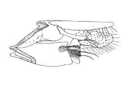 Genitalia, lateral view. From Angrisano (1994).