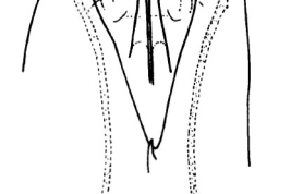 Genitalia, ventral view. From Angrisano (1995).