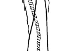 Phallus. From Angrisano (1995).