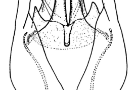 Genitalia, ventral view. From Angrisano (1995).