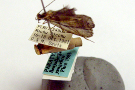 Adult, habitus (USNM collection).