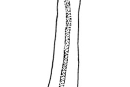 Phallus. From Angrisano (1995).