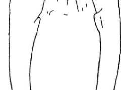 Genitalia, vista dorsal. Tomado de Angrisano (1995).