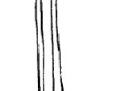 Falo. Tomado de Angrisano (1995).