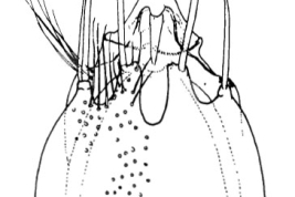 Genitalia, vista ventral. Tomado de Angrisano (1995).