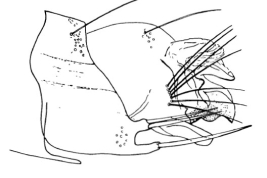 Genitalia, vista lateral. Tomado de Angrisano (1995).