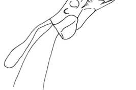 Falo. Tomado de Angrisano (1995).