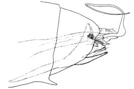 Genitalia, lateral view. From Angrisano (1995).