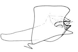 Genitalia, vista lateral. Tomado de Angrisano (1995).