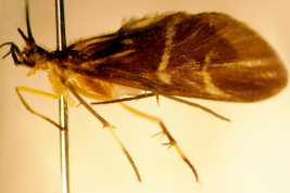 Adult, habitus (USNM collection).