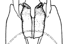 Genitalia, vista ventral. Tomado de Angrisano (1995).