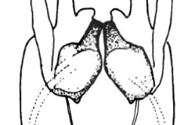 Genitalia, ventral view. From Angrisano (1995).