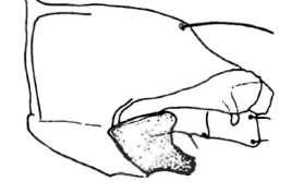 Genitalia, lateral view. From Angrisano (1995).