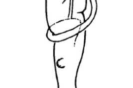 Phallus. From Angrisano (1995).