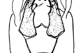 Genitalia, ventral view. From Angrisano (1995).