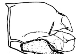 Genitalia, lateral view. From Angrisano (1995).