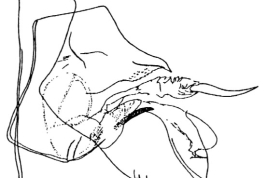 Genitalia, lateral view. From Angrisano (1997).