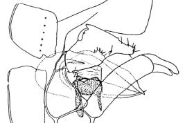 Genitalia, vista lateral. Tomado de Angrisano (1997).