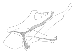 Genitalia, lateral view. From Sganga et al. (2022).