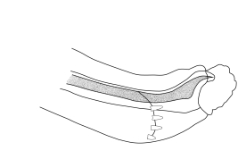 Extremo del falo, vista lateral. Tomado de Sganga et al. (2022).