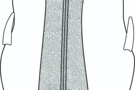 Extremo del falo, vista dorsal. Tomado de Sganga et al. (2022).