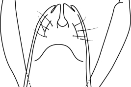 Tergo X y apéndices inferiores, vista dorsal. Tomado de Sganga et al. (2022).