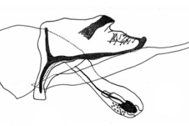 Genitalia, vista lateral. Tomado de Sganga & Angrisano (2006).