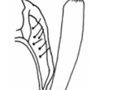 Tergo X y apéndices inferiores, vista dorsal. Tomado de Sganga & Angrisano (2006).