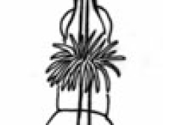 Extremo del falo, vista dorsal. Tomado de Sganga & Angrisano (2006).