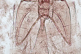 Genitalia, vista ventral.