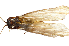 Adult, habitus.