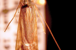 Adult, habitus (USNM collection).