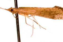 Adult, habitus.