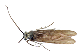 Adult, habitus.