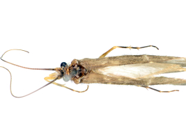 Adult, habitus.