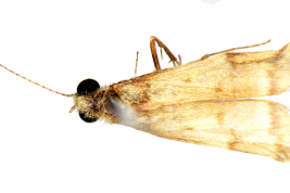 Adult, habitus (USNM collection).