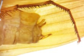 Male genitalia, lateral view (LIESA, CIEMEP)