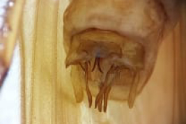 Male genitalia, ventral view (LIESA, CIEMEP)