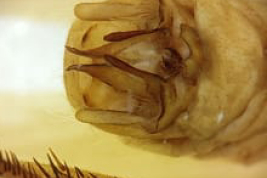 Male genitalia, ventral view (LIESA, CIEMEP)